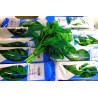 Basilic 30gr barquette import