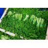 persil frisée vrac en bottes import
