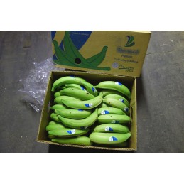 Grossiste banane plantain vert