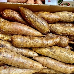 Manioc. Achat directement sur internet , grossiste fruits et légumes Rungis