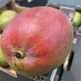 mangue côte d'ivoire. Achat directement sur internet