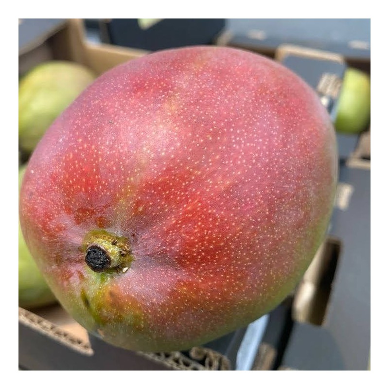 mangue côte d'ivoire. Achat directement sur internet mangue côte d'ivoire. Achat directement sur internet