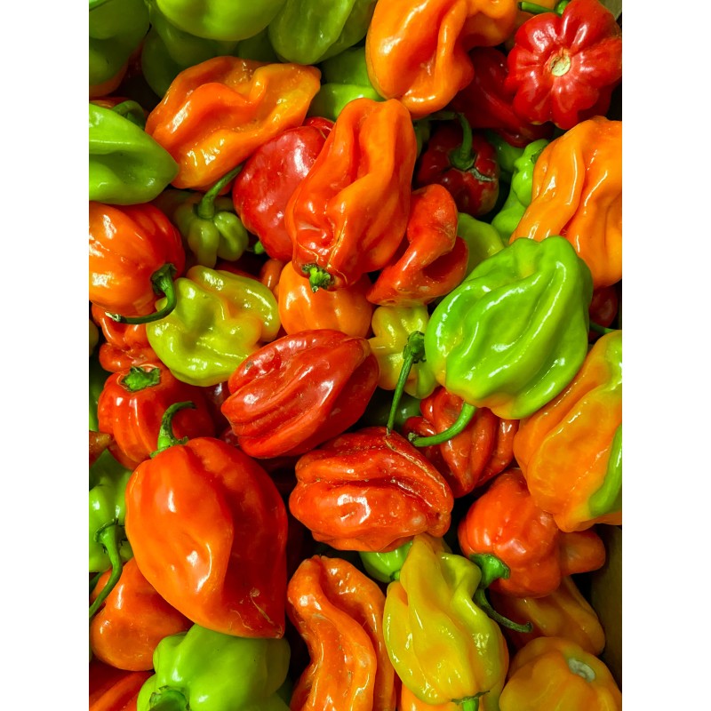 Piment. Achat directement sur internet Piment. Achat directement sur internet