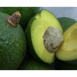 Avocat hass carton 4k import