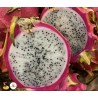 pitaya disponible sur le min de Rungis et en ligne