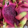 Pitaya rouge. Achat directement sur internet