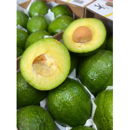 Grossiste d'avocat tropical sur Rungis et en ligne sur internet