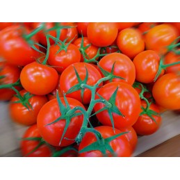 Tomate grappe import