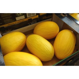 Melon jaune importation
